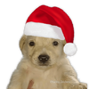 Adorable Puppy with Santa Hat