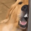 Angry Dog