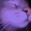Purple Chill Cat