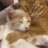 Cuddling Cats